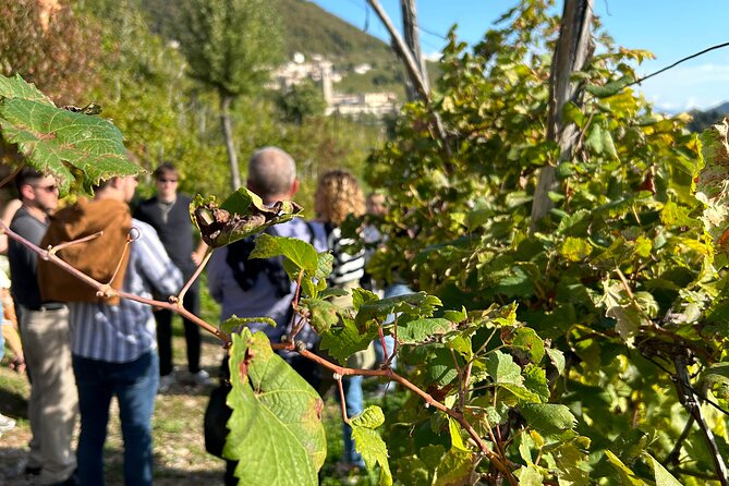 2 Guests Private Prosecco Road Tour All Inclusive from Venice - Wine education you can actually use back in Venice