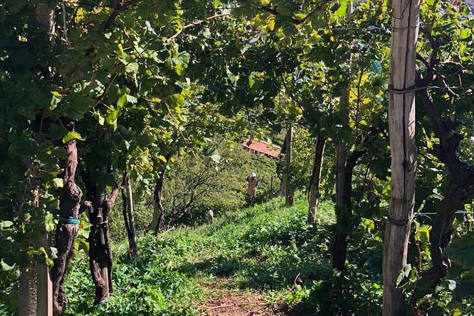 A Sparkling Day in the Prosecco Hills from Venice - Pieve di Soligo: the family lunch that makes the day