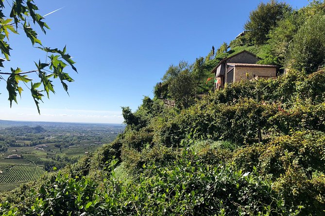A Sparkling Day in the Prosecco Hills from Venice - Stop 2 in Conegliano: DOCG Prosecco and ancient-vine focus