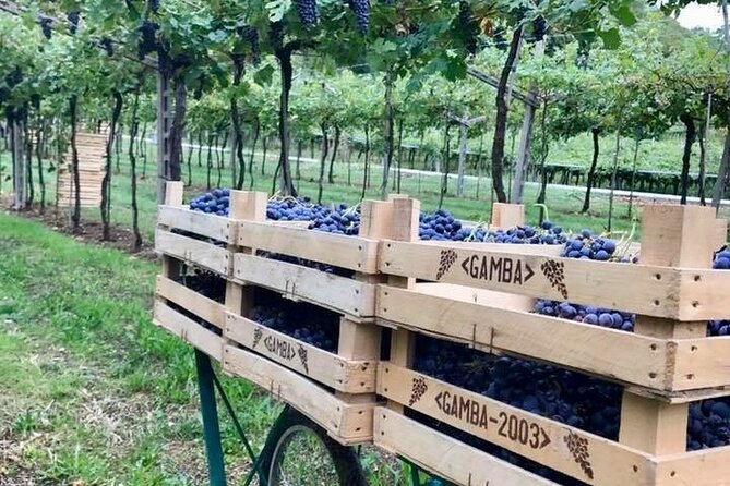 Amarone-Valpolicella tour. Visit Verona. From Venice - Key highlights you’ll feel right away