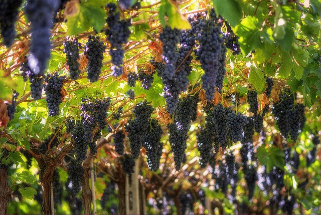 Amarone Wine Tour & Tasting from Venice, Padua or Verona - Key Points Worth Clocking