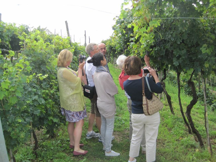 Amarone Wine Tour & Tasting from Venice, Padua or Verona - Why This Amarone Day Is About More Than Wine