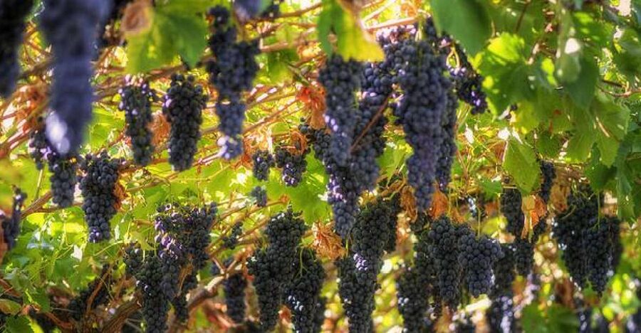 Amarone Wine Tour & Tasting from Venice, Padua or Verona - First Cantina Stop: A 15th-Century Start in Wine Country