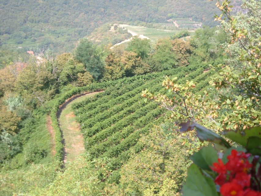 Amarone Wine Tour & Tasting from Venice, Padua or Verona - The Drive Through Valpolicella Hills: Villas, Olive Groves, and Tiny Roads