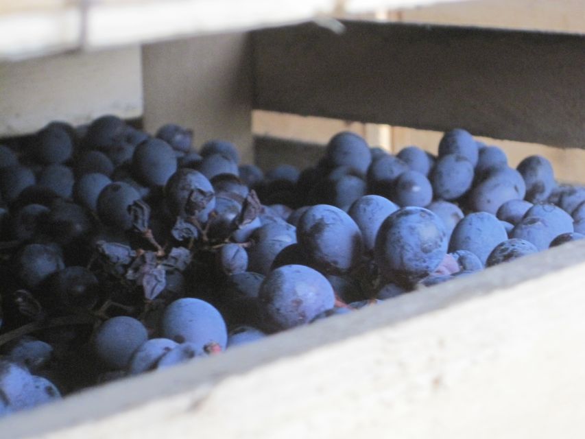 Amarone Wine Tour & Tasting from Venice, Padua or Verona - Lunch in a Trattoria: What’s Included and What to Expect