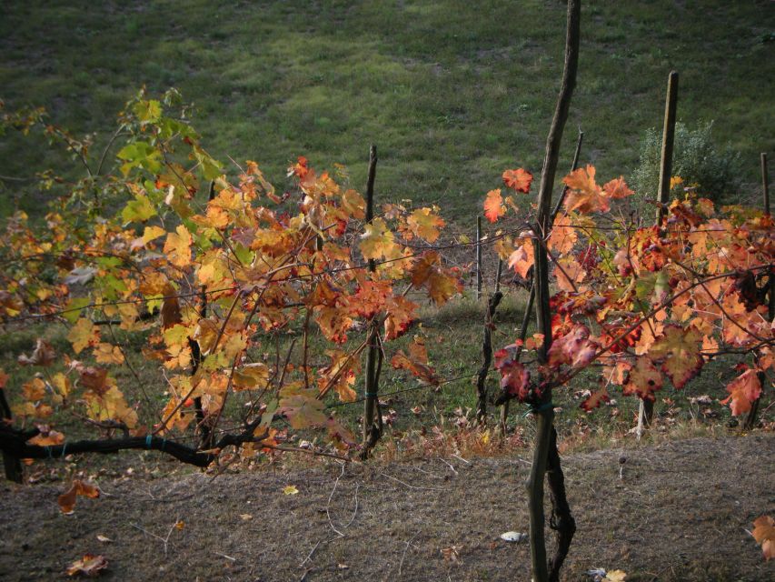 Amarone Wine Tour & Tasting from Venice, Padua or Verona - Price and Value: What You’re Really Paying For