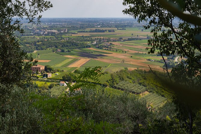 From Venice: Olive Oil & Wine Tour in the Venetian Hills - Stop 2: Cantina Colli Euganei (Winery Wines Paired With Local Products)