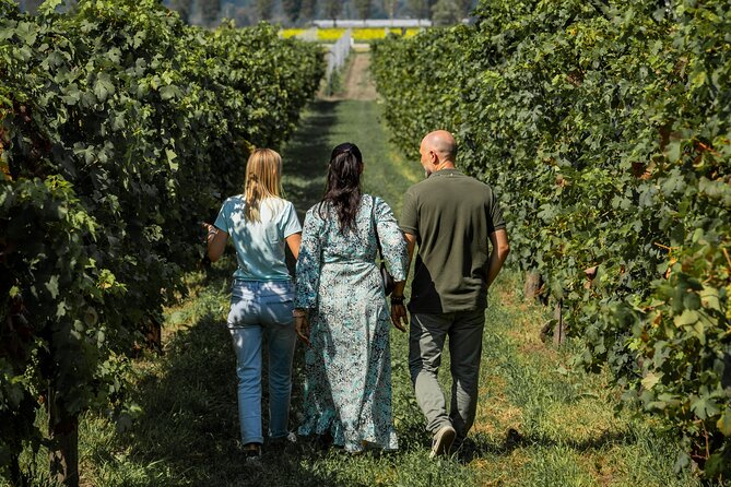 From Venice: Olive Oil & Wine Tour in the Venetian Hills - The Real Value: A Guide-Owned Experience, Not DIY Guesswork