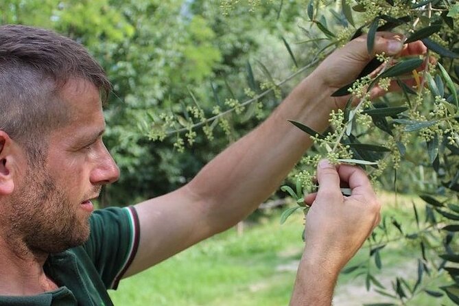From Venice: Olive Oil & Wine Tour in the Venetian Hills - Who This Tour Fits Best (And Who Might Prefer Something Else)