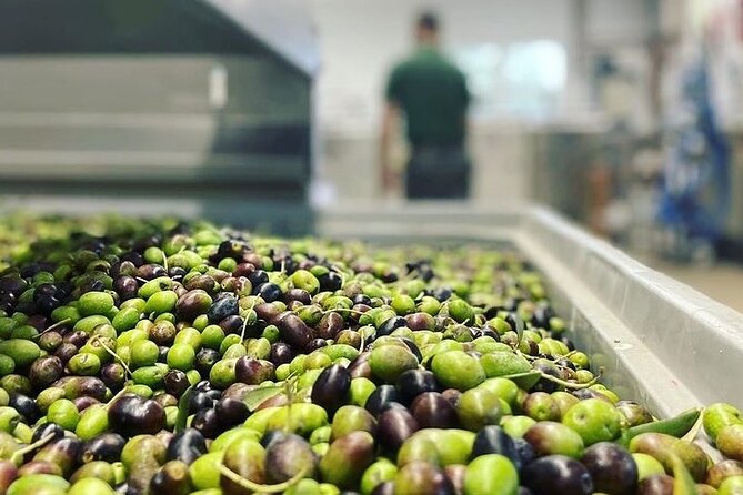 From Venice: Olive Oil & Wine Tour in the Venetian Hills - Practical Tips Before You Go