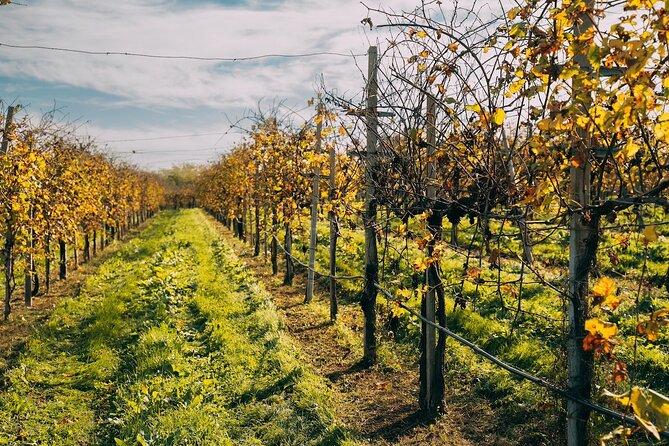 From Venice: Prosecco Wine Region Tour with 2 Tastings - What you’re really buying for $204.46