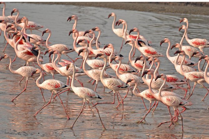 Lio Piccolo: Flamingos & Birdwatching Bike Tour in the Lagoon - Why Lio Piccolo Birdwatching Feels Different Than Usual Venice Tours