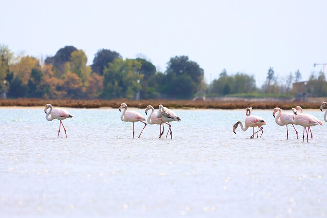 Nature Kayak Tour: Exploring Europe’s Largest Lagoon - Why Kayak the Northern Lagoon from Fondamente Nove?