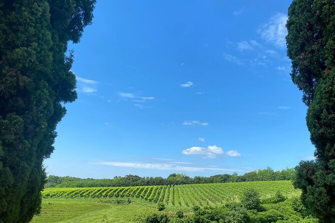 Premium Cheeses and Gins Tour in the Prosecco hills. Full lunch! - Prosecco hills around Venice: why this day feels special