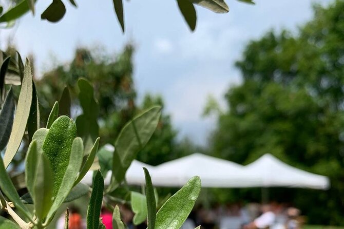 Premium Private Prosecco Hills Tour - 2 Wineries. Private tour. - Stop one: outdoor intro and 3 Prosecco DOCG with salumi and formaggi