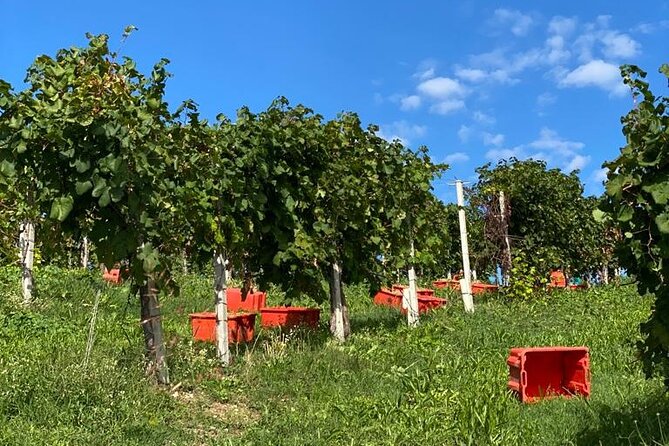 Premium Private Prosecco Hills Tour - 2 Wineries. Private tour. - Price and value: what you’re really paying for