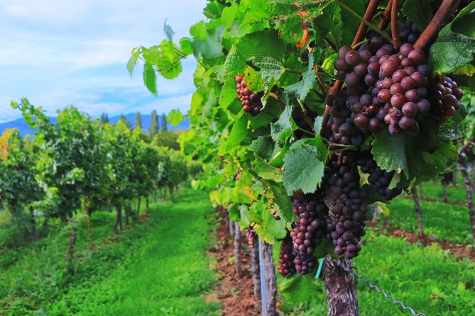 Private Half Day Wine Tasting tour: Road Of The Doges - Buying Wine and Shipping It Home