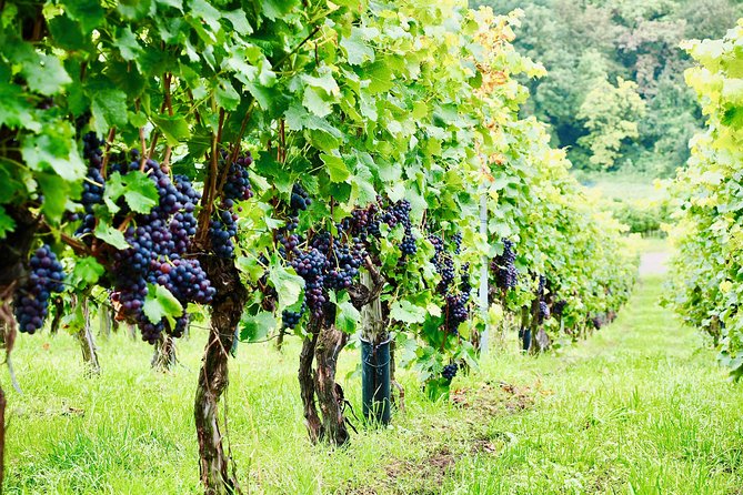 Private Valpolicella Day Trip from Venice: Wine Tasting and Verona - The Amarone Tasting at Villa Serego Alighieri (and What You’ll Actually Learn)