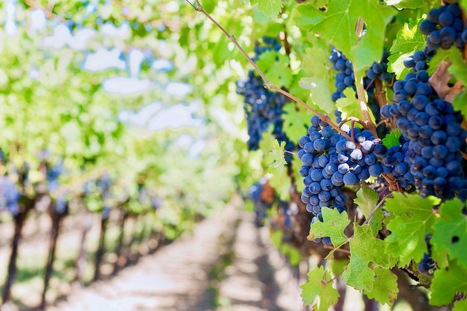 Private Valpolicella Day Trip from Venice: Wine Tasting and Verona - Lunch, Shopping, and Practical Tips So You Don’t Waste Time