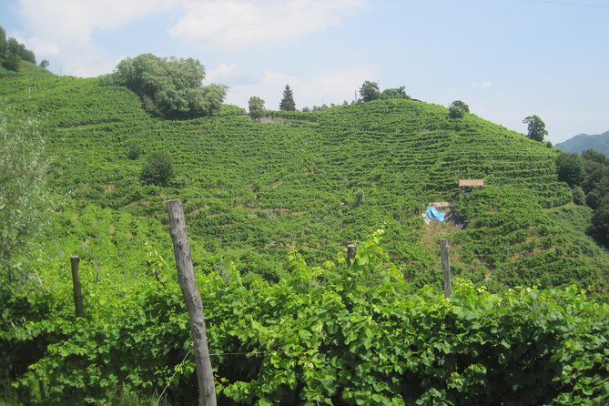 Prosecco Wine Tour (all-inclusive full day with lunch and expert wine guide) - Prosecco DOCG from Venice: why this day feels worth the effort