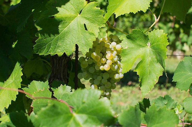 Prosecco Wine Tour. Full day from Venice - Key things to know before you go