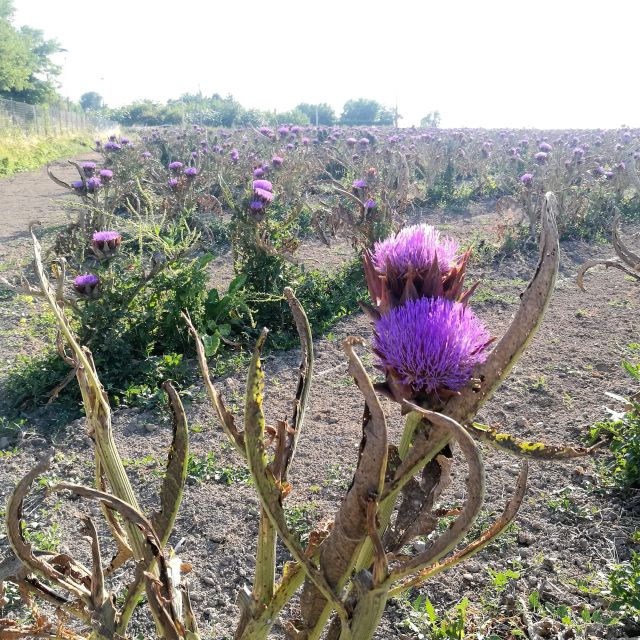 Venice: Bike Tour Honey & artichockes on Sant’Erasmo Island - Price and logistics: $165.40 for 4 hours, is it fair value?