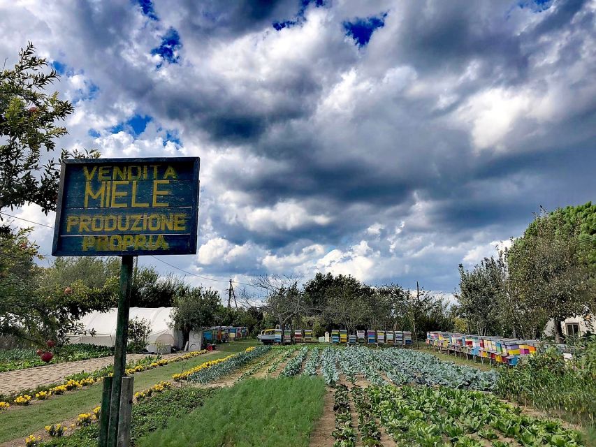 Venice: Bike Tour Honey & artichockes on Sant’Erasmo Island - Artichoke fields and lagoon roads: what you’ll actually pedal through