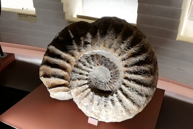 Venice Natural History Museum: Private Tour - Price and value: when $186.23 makes sense