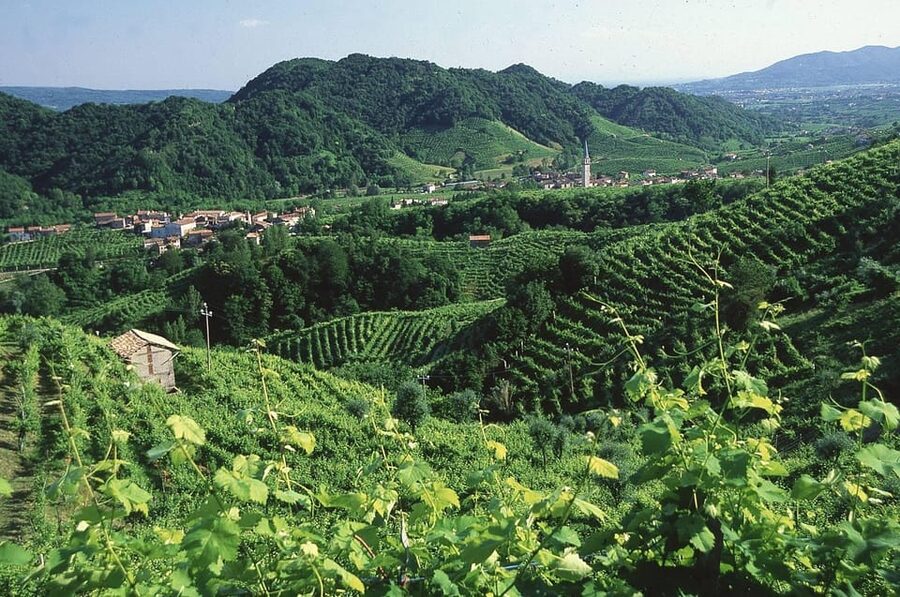 Venice: Prosecco Hills Wineries Tour with Tastings and Lunch - What the “Small Group” Really Buys You